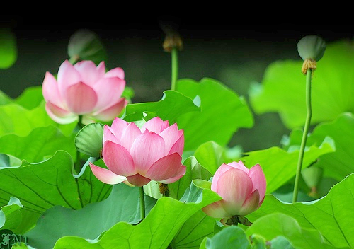 Hoa sen